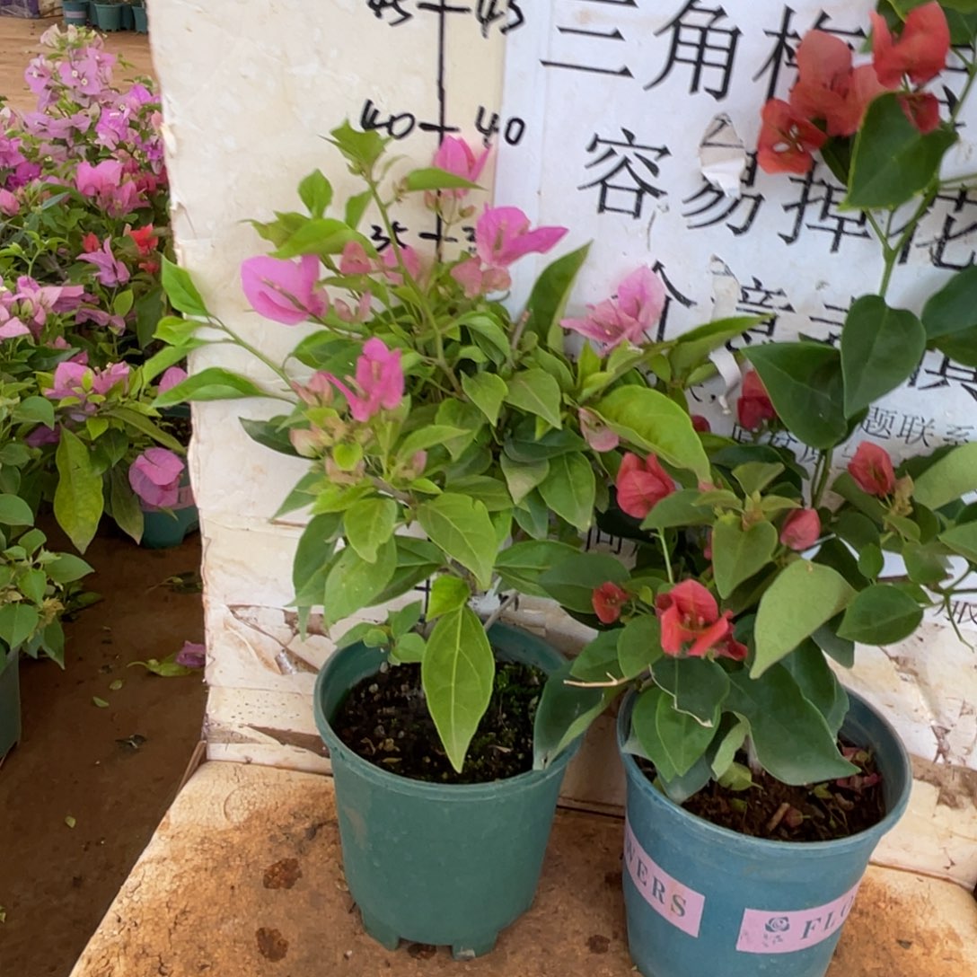 云***竹当前无花栽培后可以开花1-5339