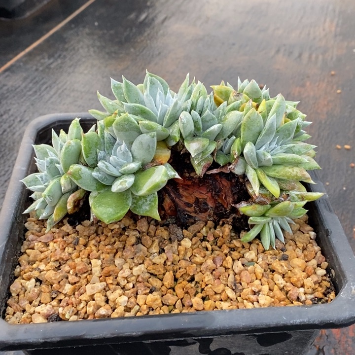 雪山sp缀化，建议寄养