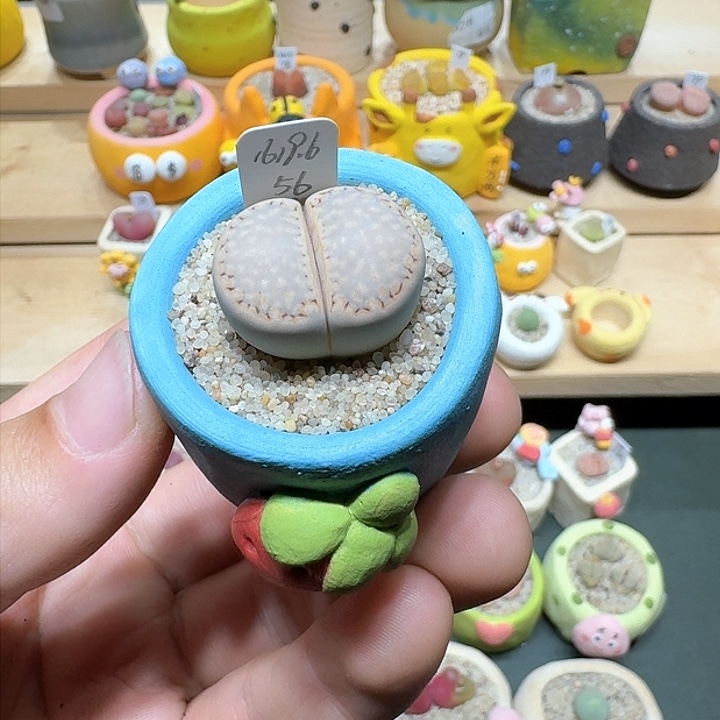 红陶蘑菇832一颗1619.6饼干