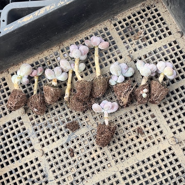 y***y一物一拍满18包邮