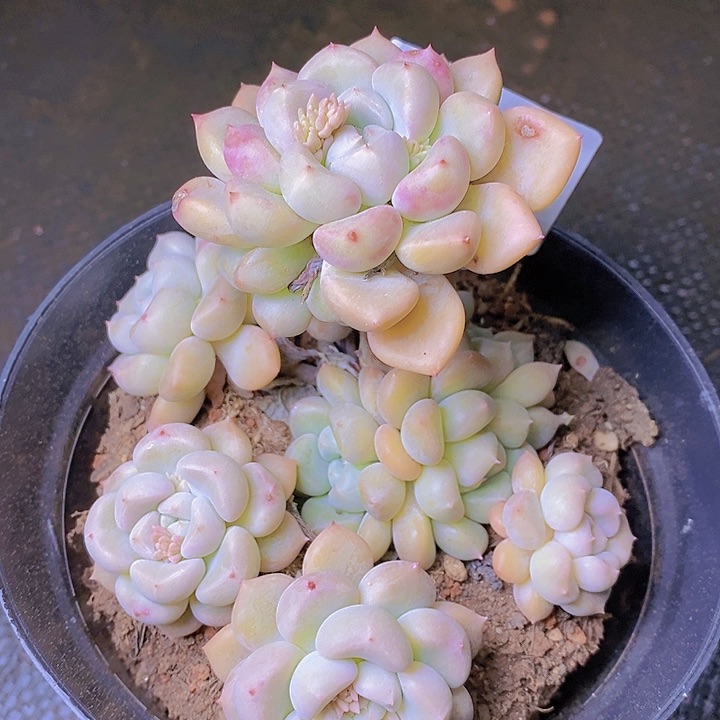 【闪购商品】云490