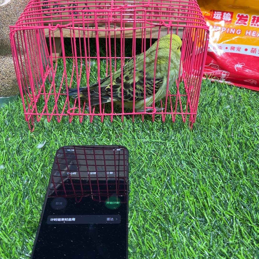 鹏***美虎皮鹦鹉大头虎皮鹦鹉一只，一物一拍不退换竞拍。