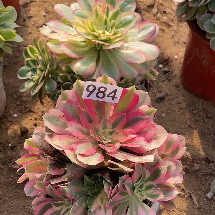 984组合无售后多肉植物