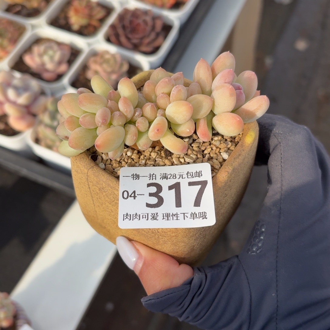 三日月美人缀化无盆土发货