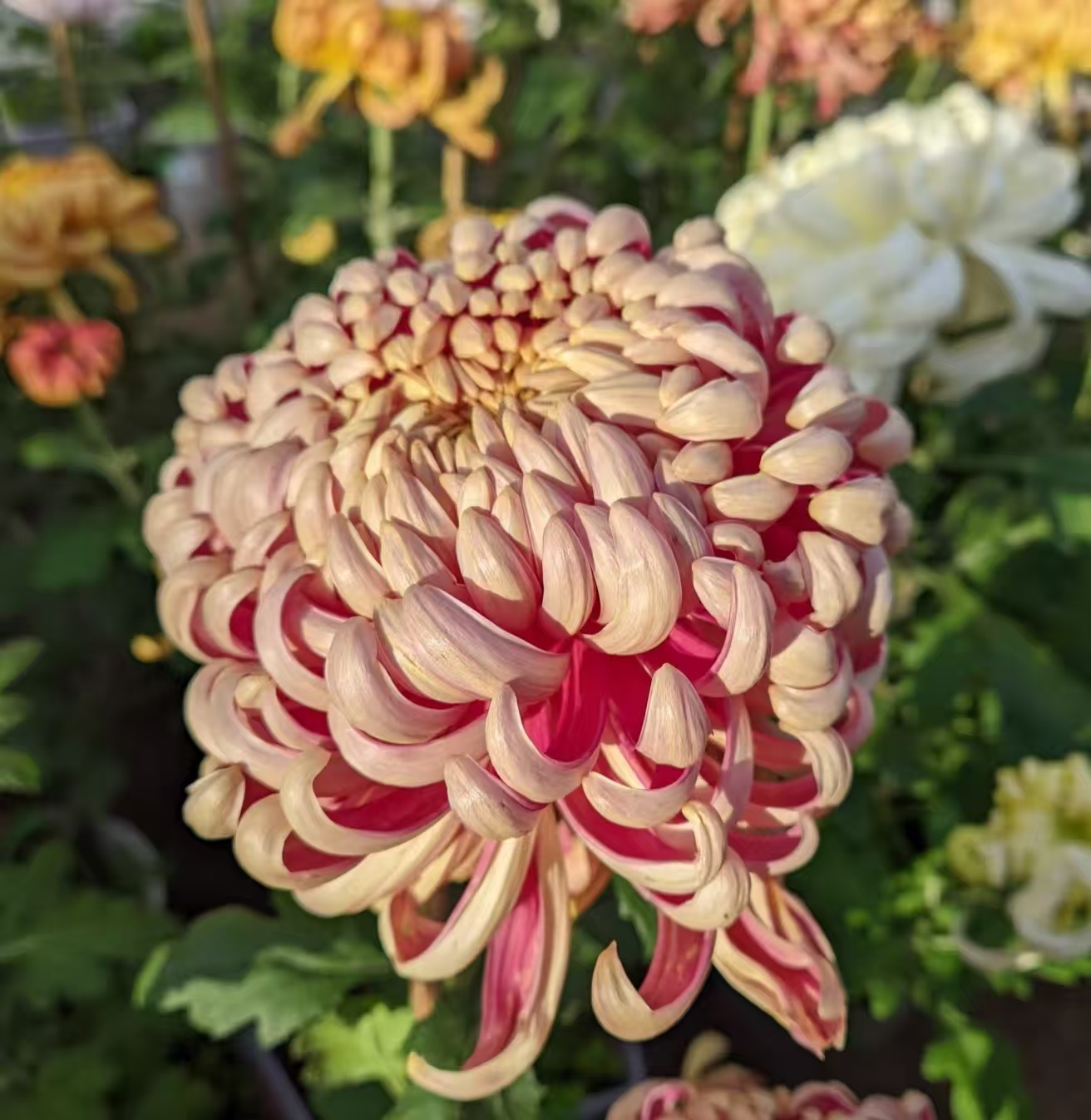 【秋舞台】九月菊盆栽适合阳台庭院种植四季好养易活