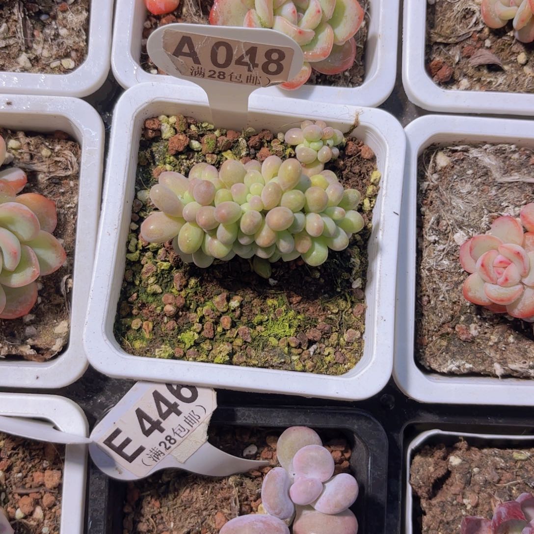 A048桃花奶缀一物一拍