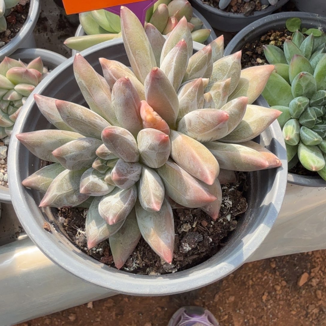 北***北重楼一物一拍332.