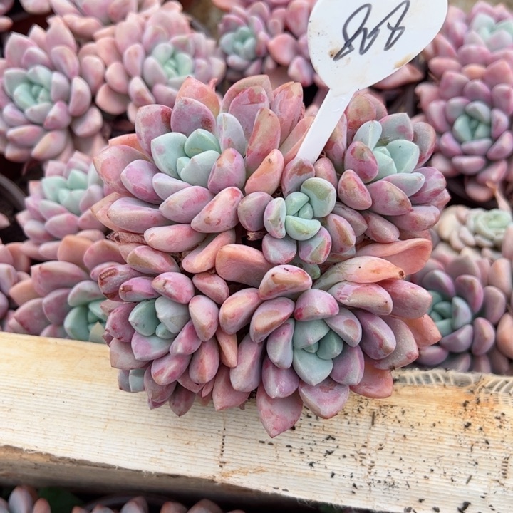 808花斑露平平安安健健康康