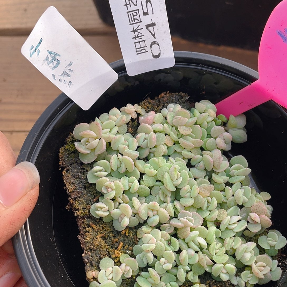 量拍多肉植物多肉植物456