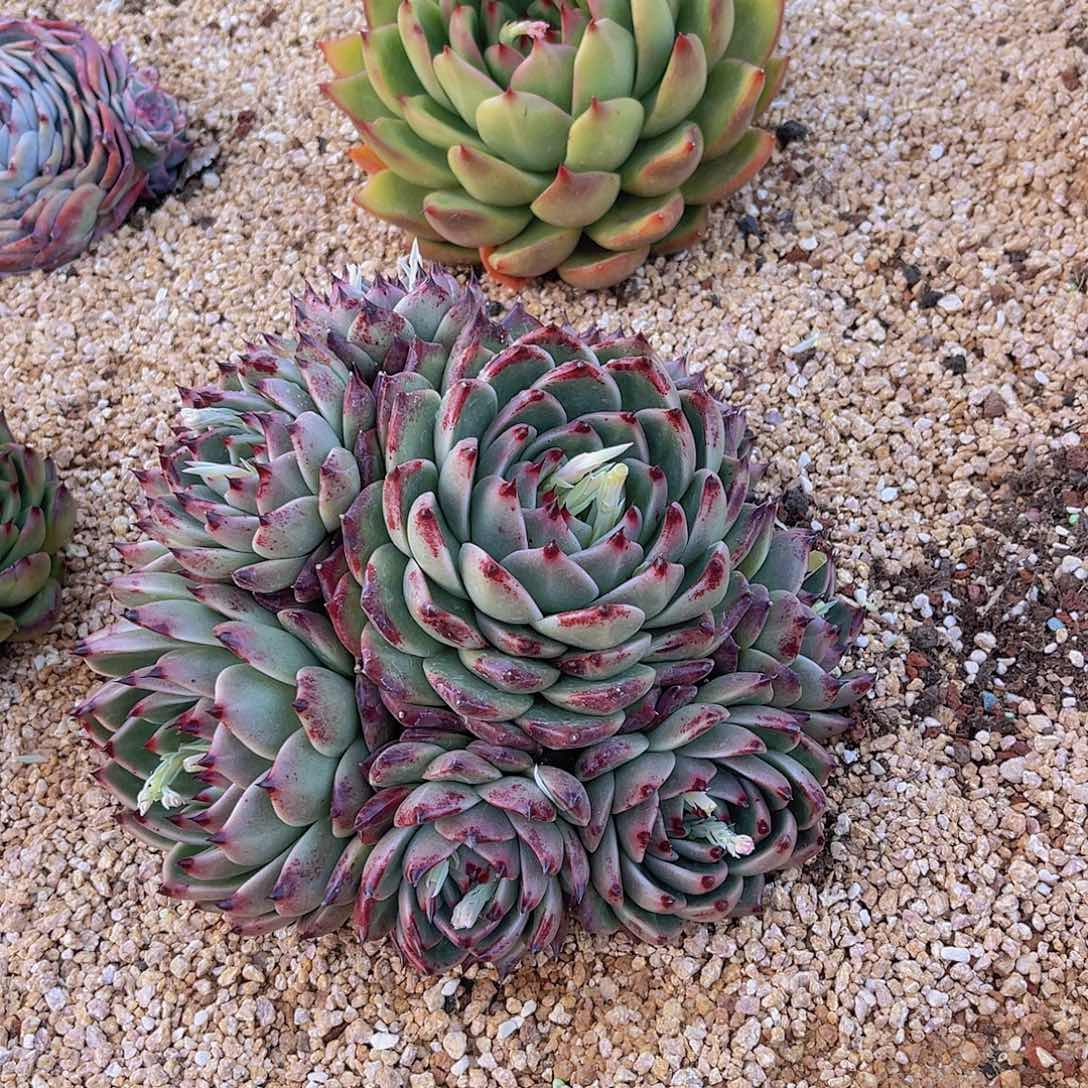 M**亮多肉名品不带盆亮