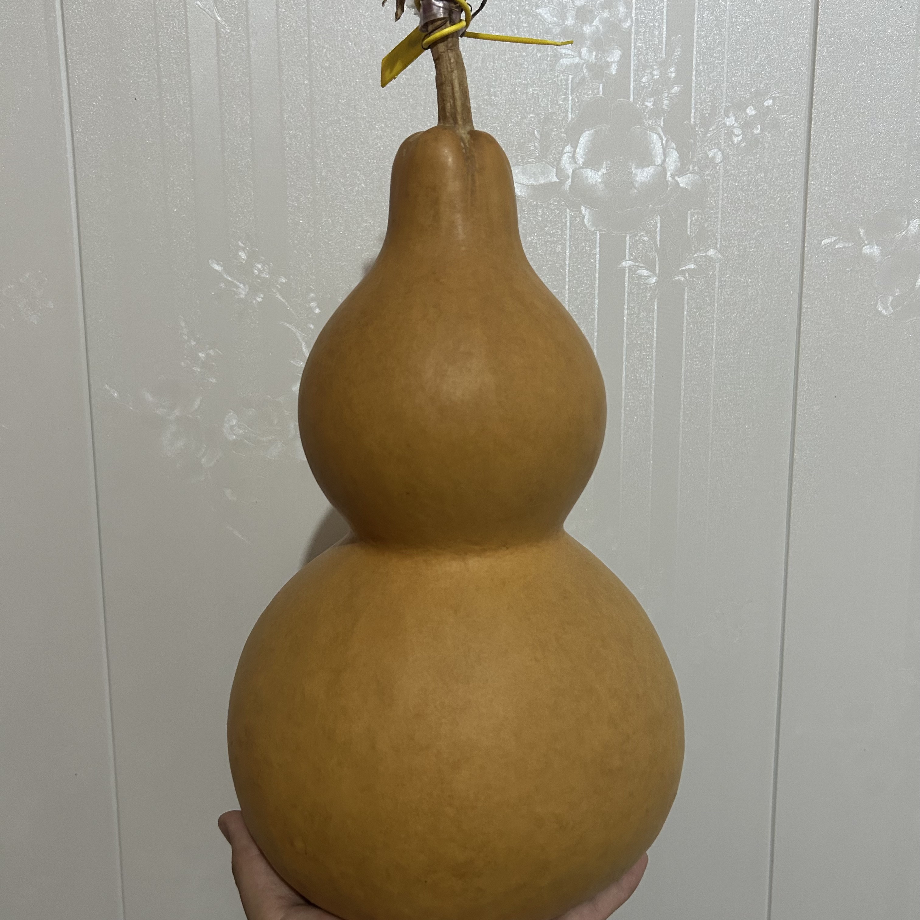 【中号葫芦】直播专用  一物一拍  天生地长