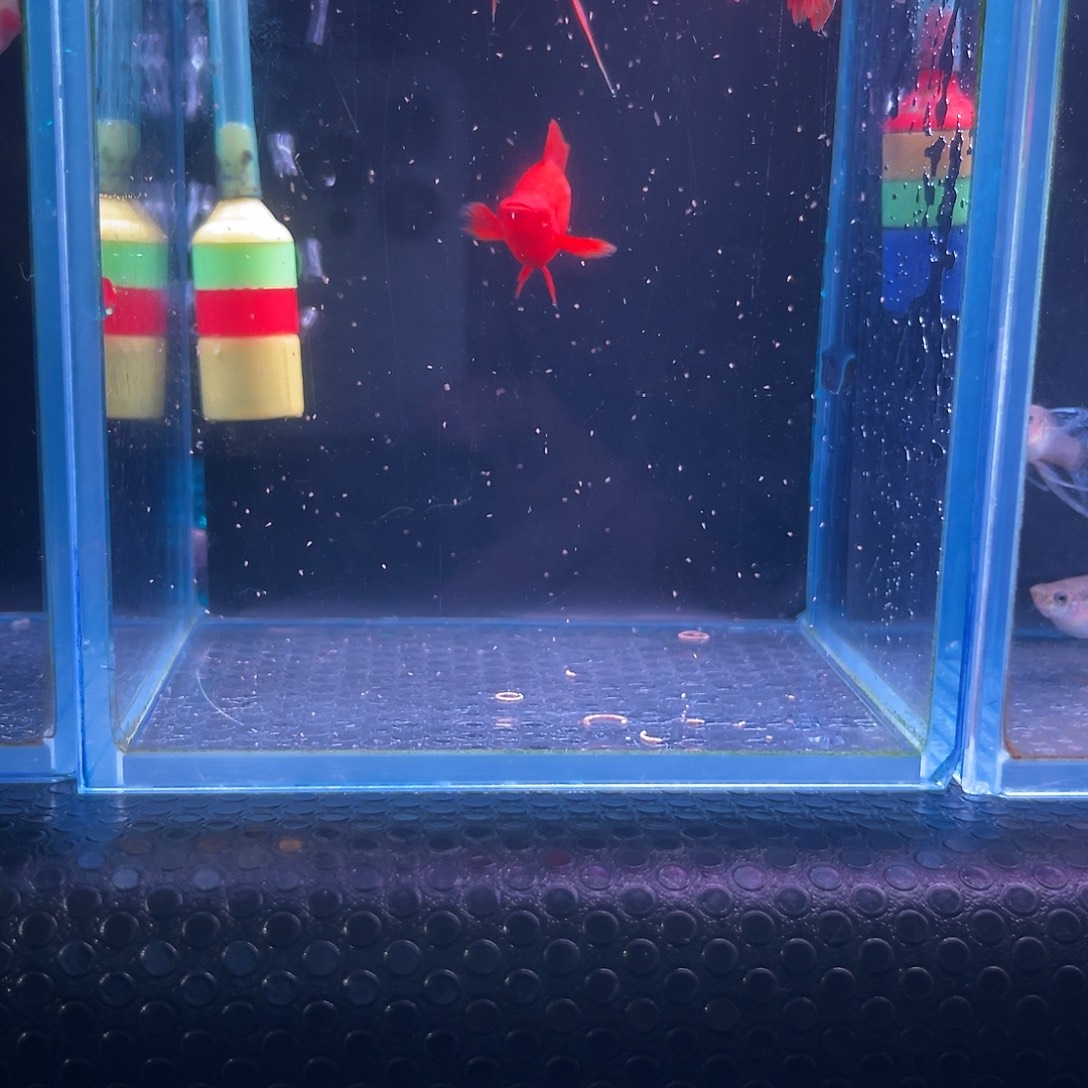 孔雀鱼红箭球1对701号