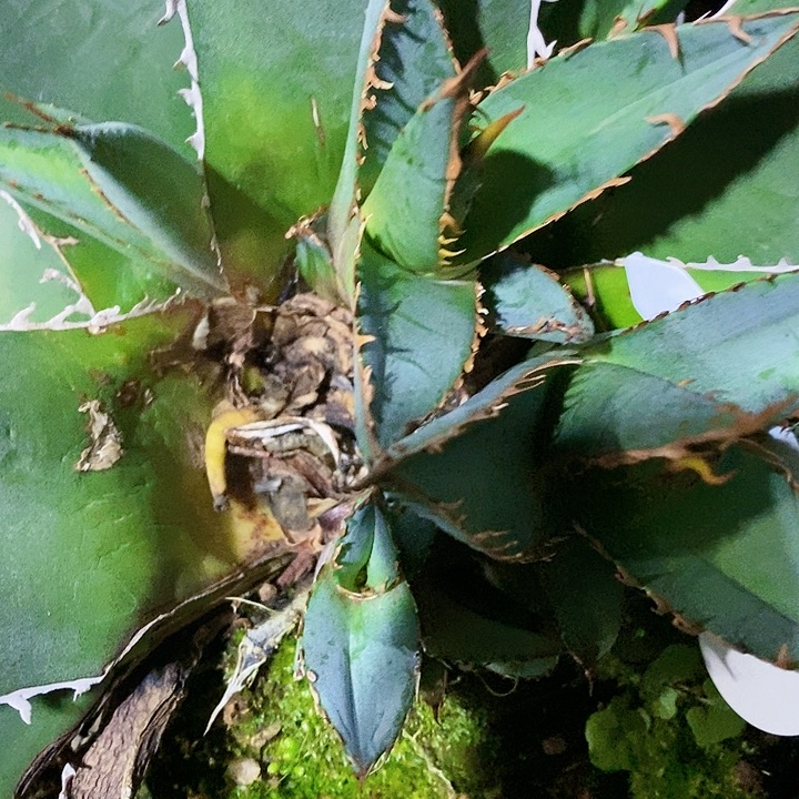 多肉植物龙蛇兰植物