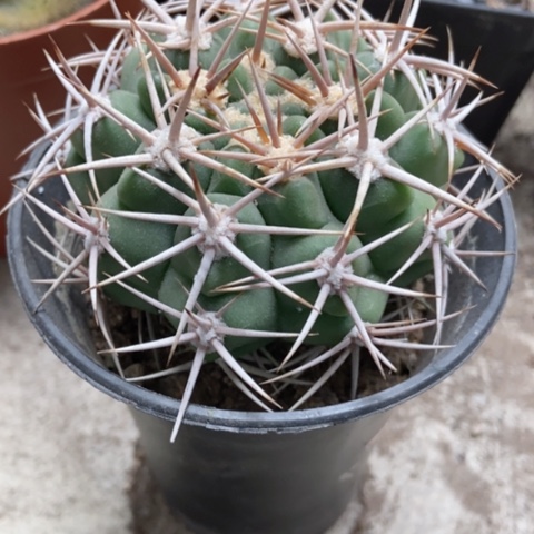 碧言玉仙人球12米