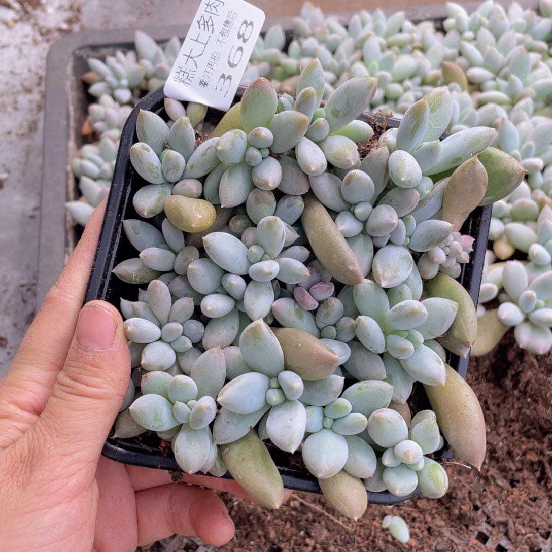 如*?糕大上多肉植物368
