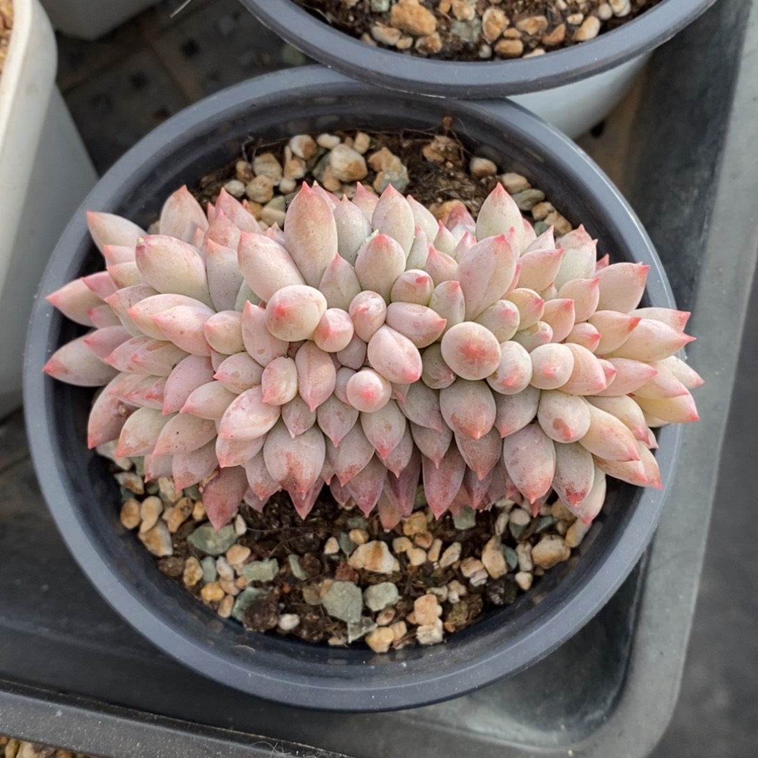 所罗门缀化一物一拍