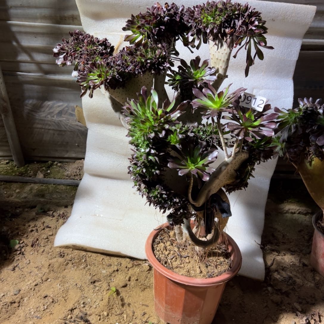 巴***岸微瑕疵黑缀912高度50厘米