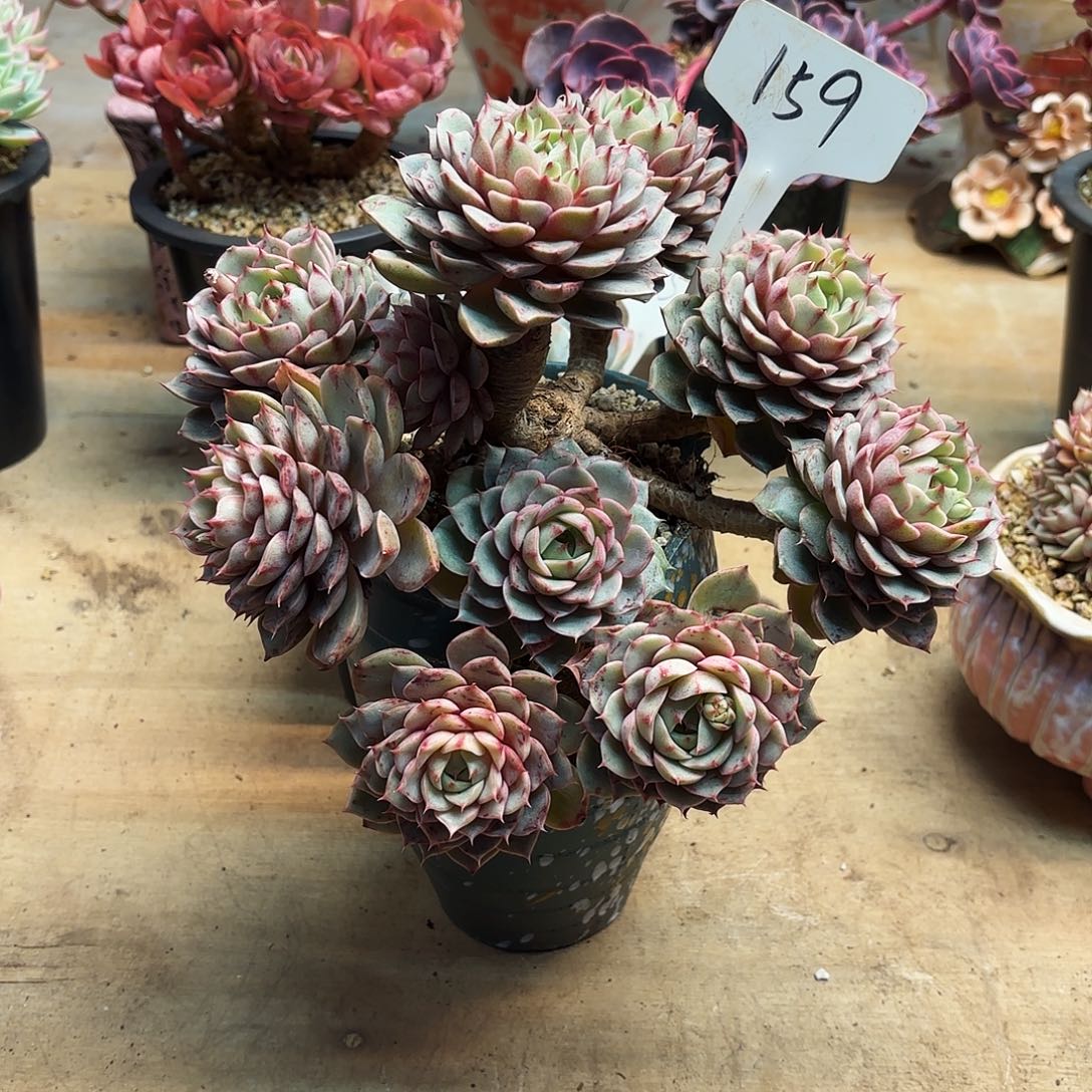 多肉植物，笨吧蒂斯159号