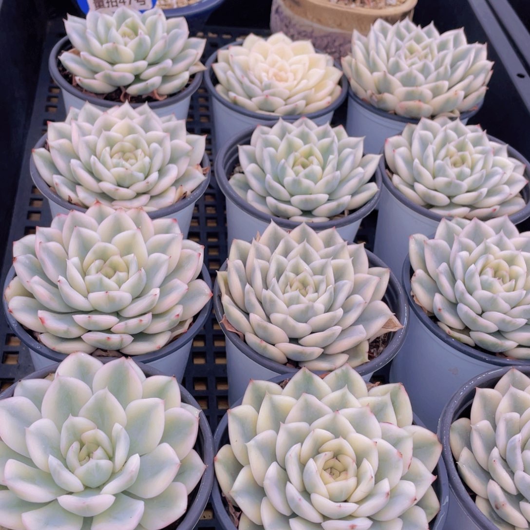 量拍47号 月亮仙子锦单头2个