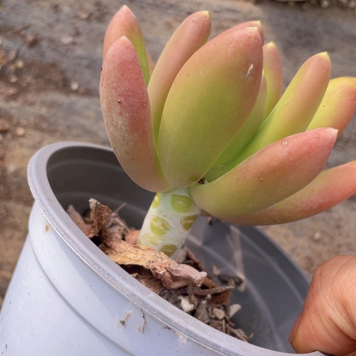 单头金蝉多肉000