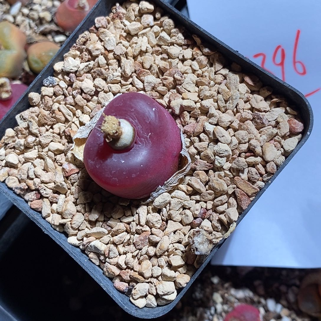 戒***412396。    毛毛带盆。 