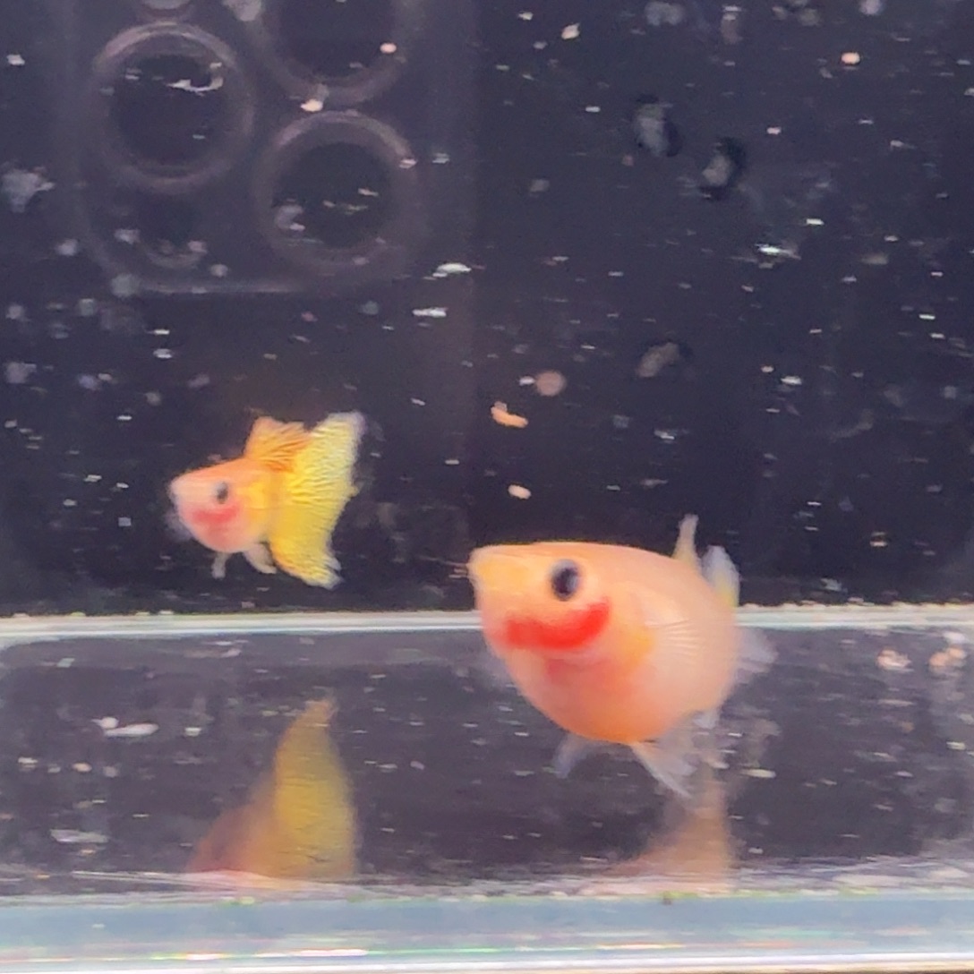 孔雀鱼黄金蕾丝玻璃猫1对