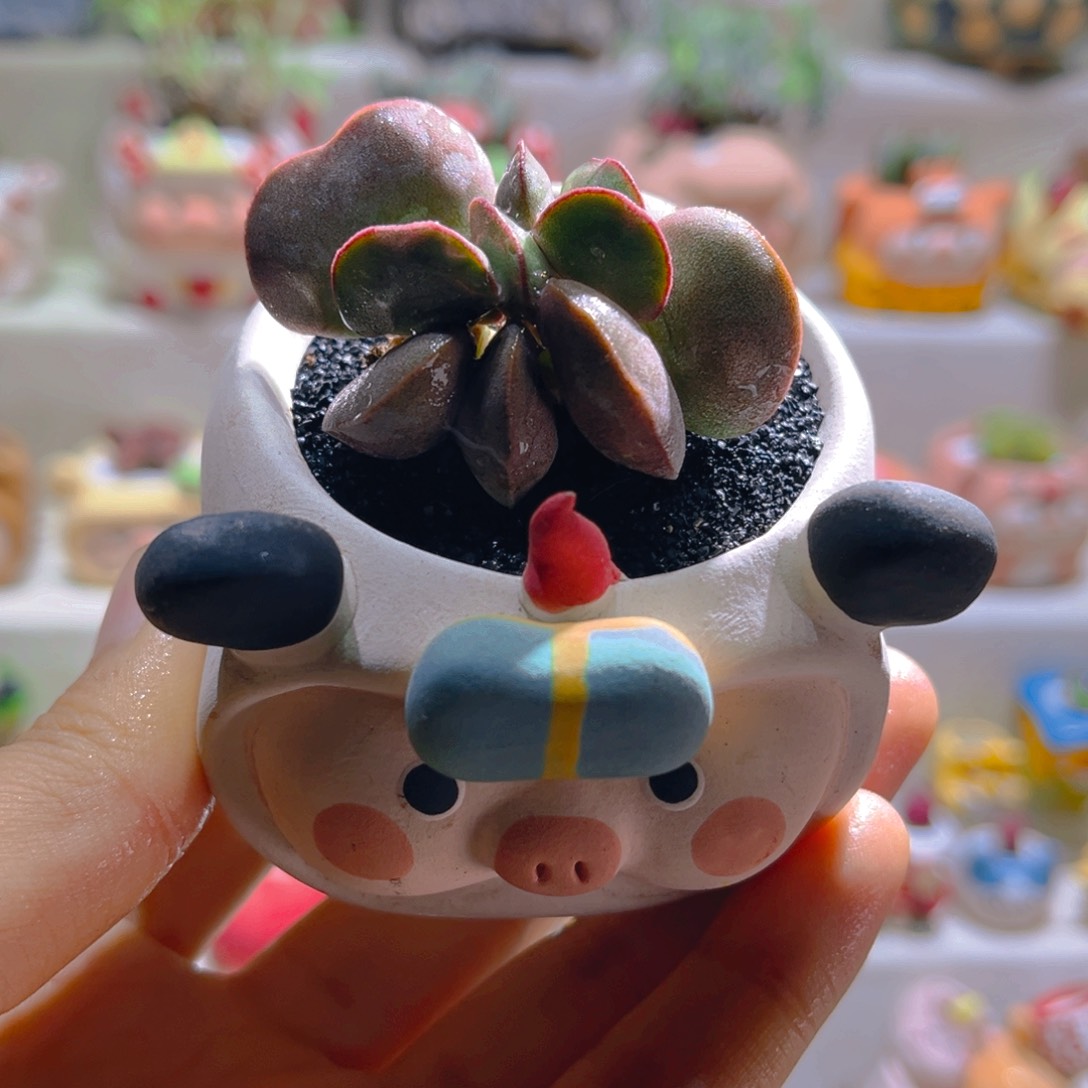 028高端多肉带盆土一套48