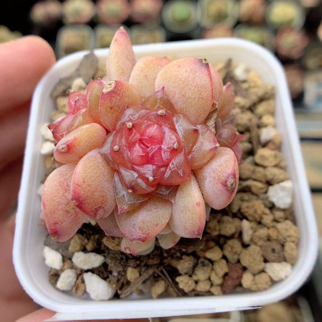 G34 ，20包邮两天凑单偏远不发货