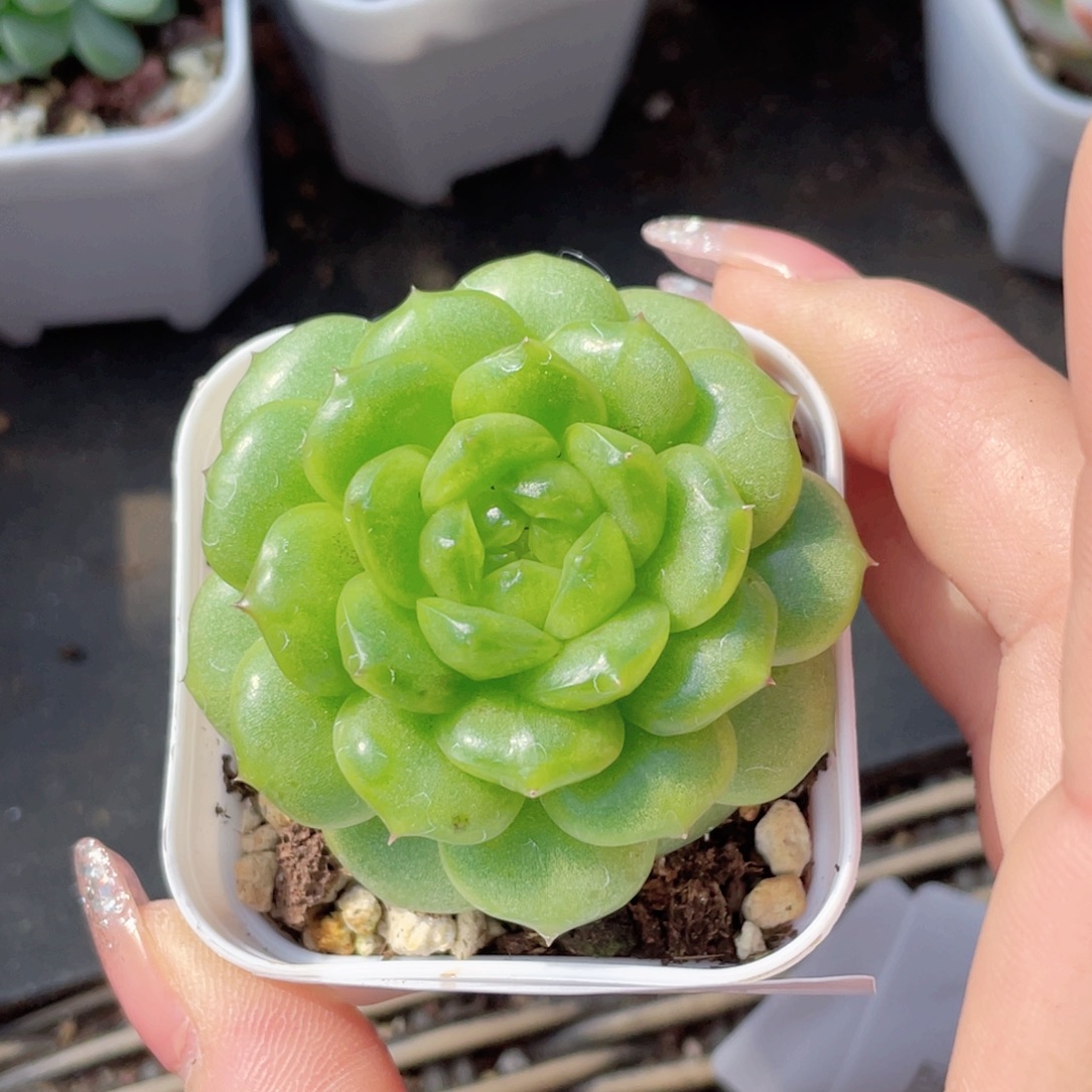101号糖心冰心珍妮 灯泡