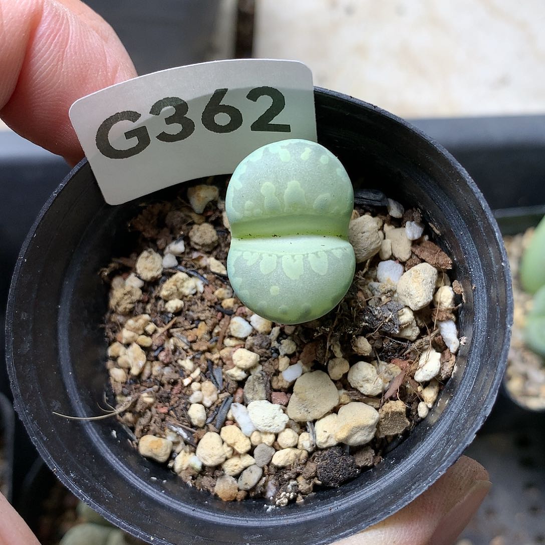 G362多肉植物保护研究所