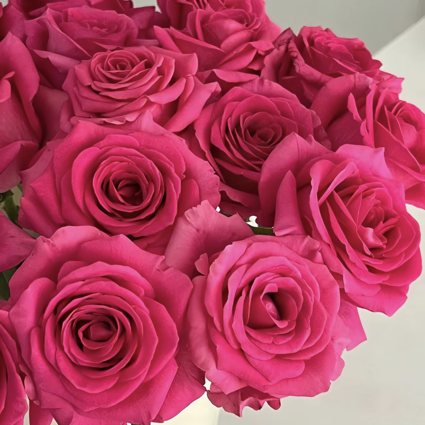 【新手专属福利】弗洛伊德玫瑰花基地采摘家居瓶插花顺丰包邮次日达