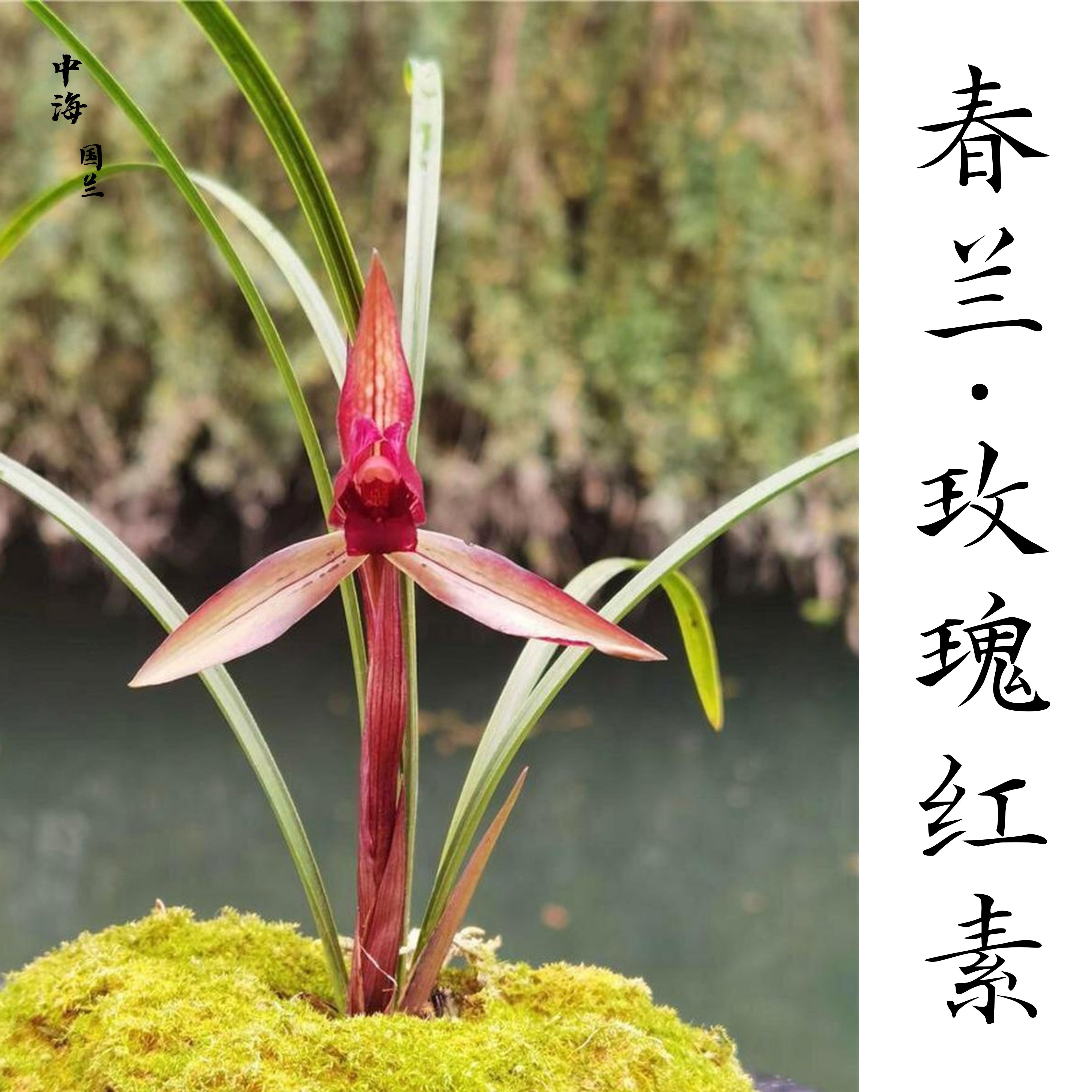 【玫瑰红素】春兰浓香高档名品兰花庭院绿植花卉原生自然老品种