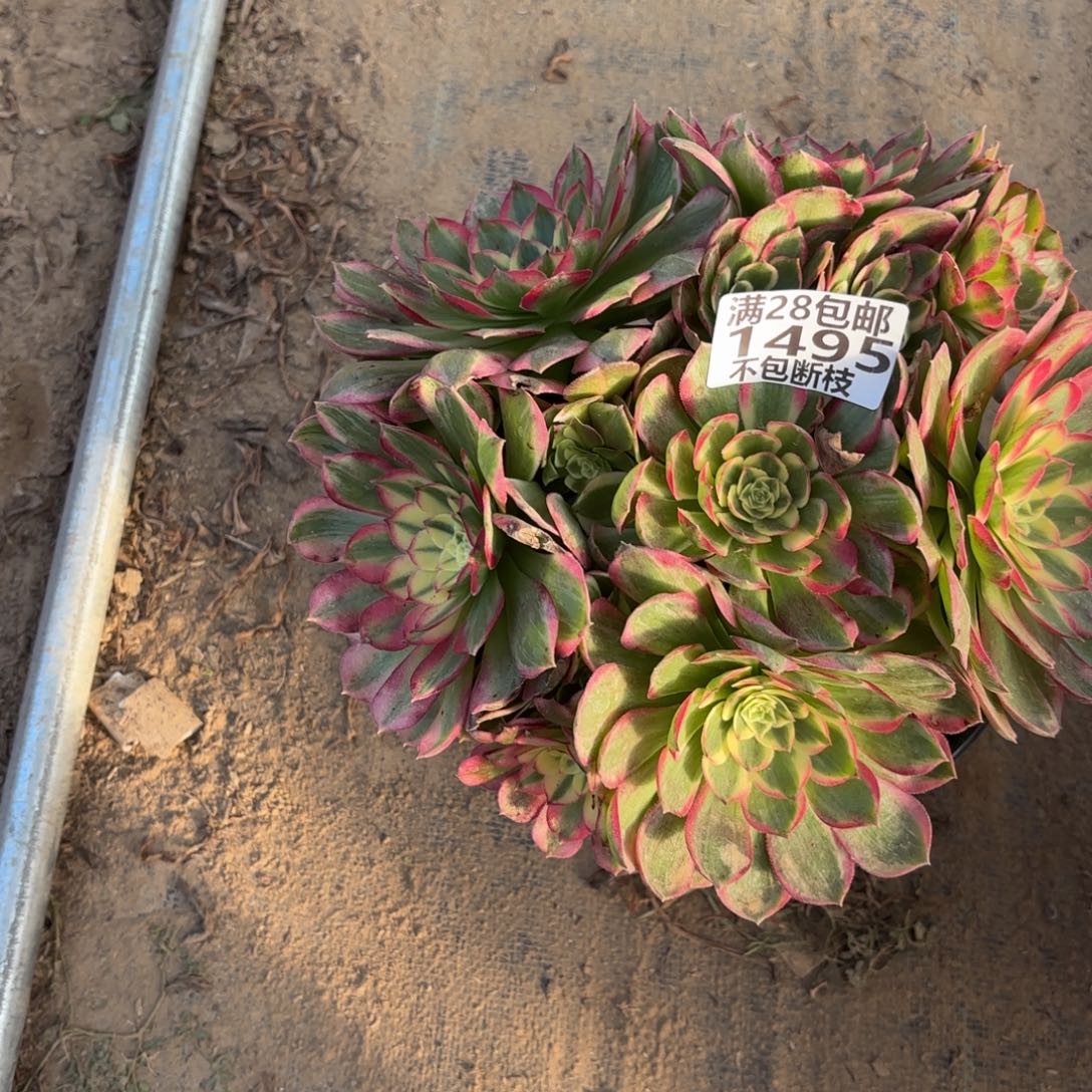 ①***姐K. 1495海鲜多肉。cede