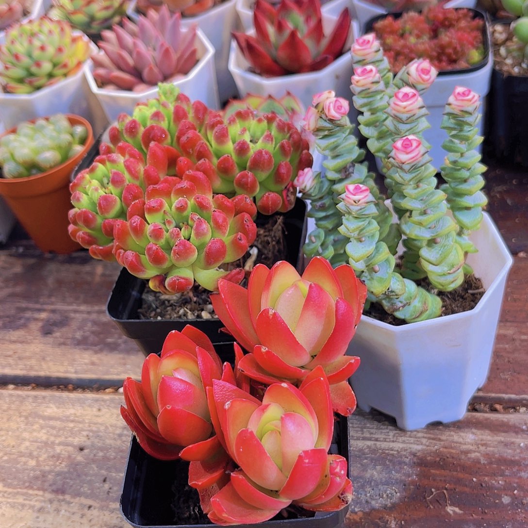 红灯笼➕火祭群➕钱串锦