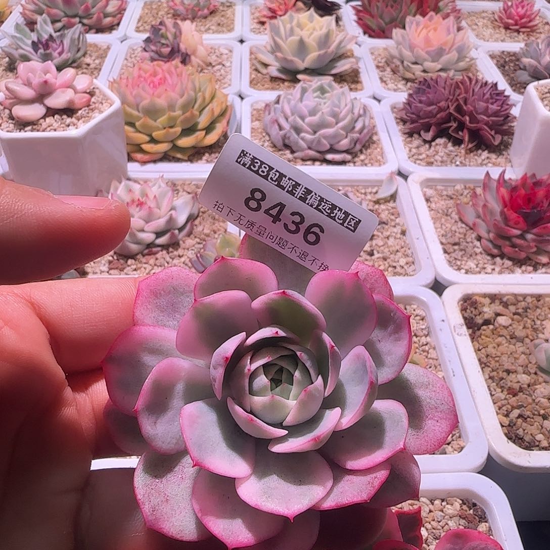 尚品园艺韩水晶锦8436