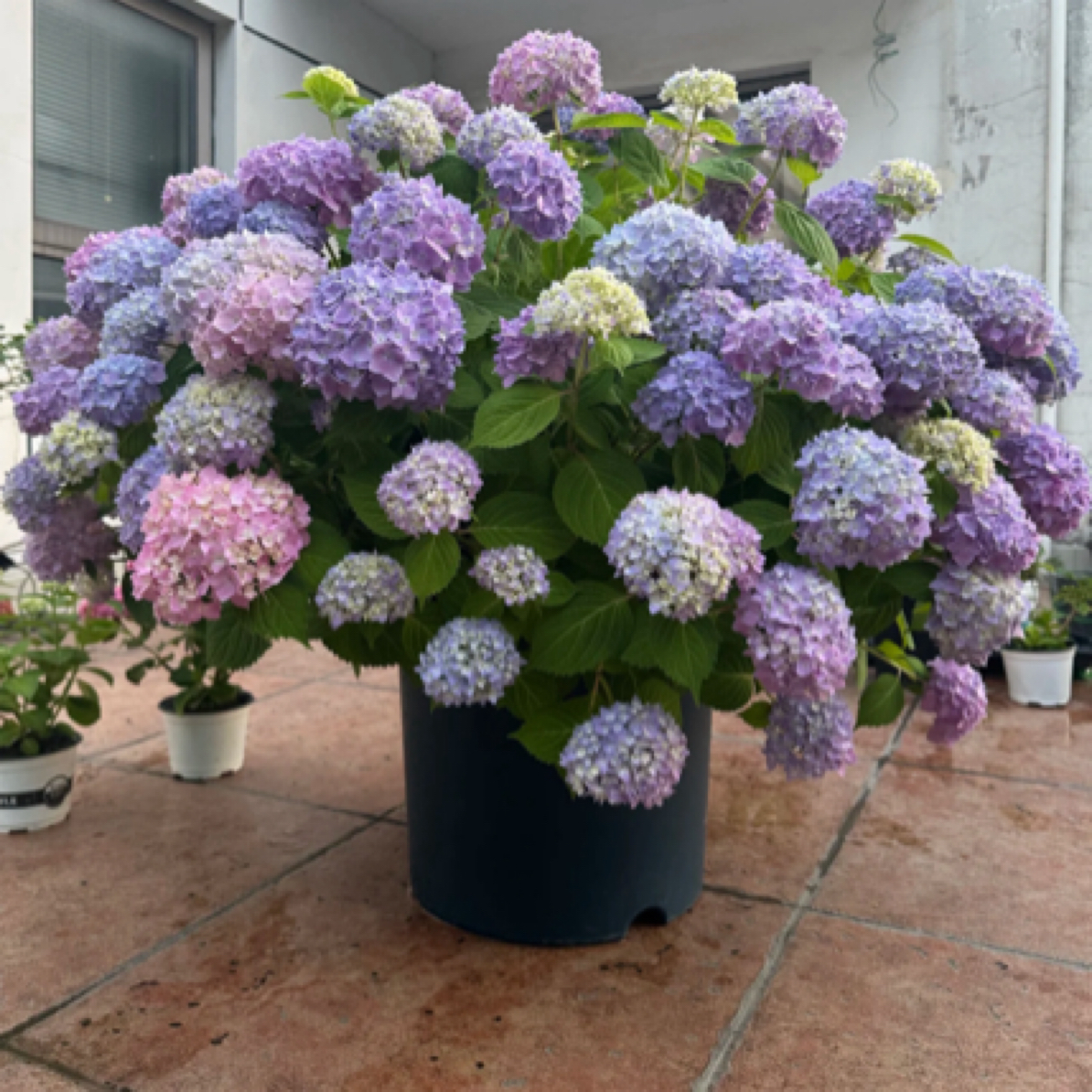 娇【只发新疆】无尽夏绣球花苗适合庭院阳台盆栽耐热好养护新手栽种