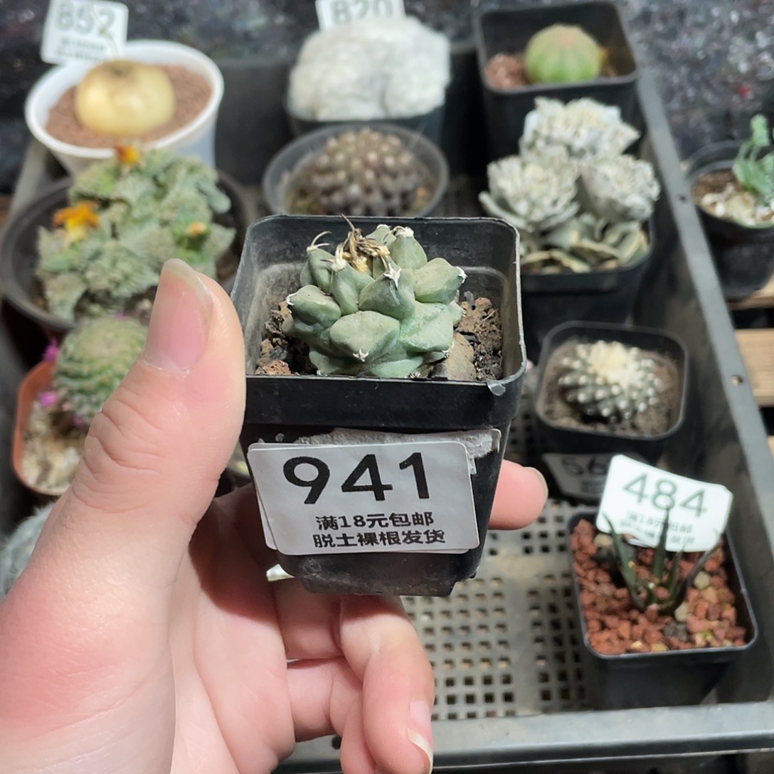 941赤花娇丽（满18包邮）