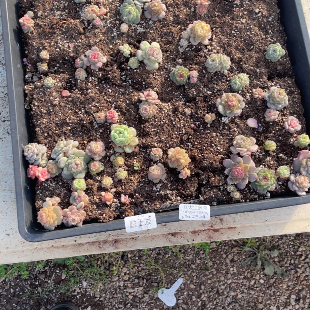 七***吗糕大上多肉植物524