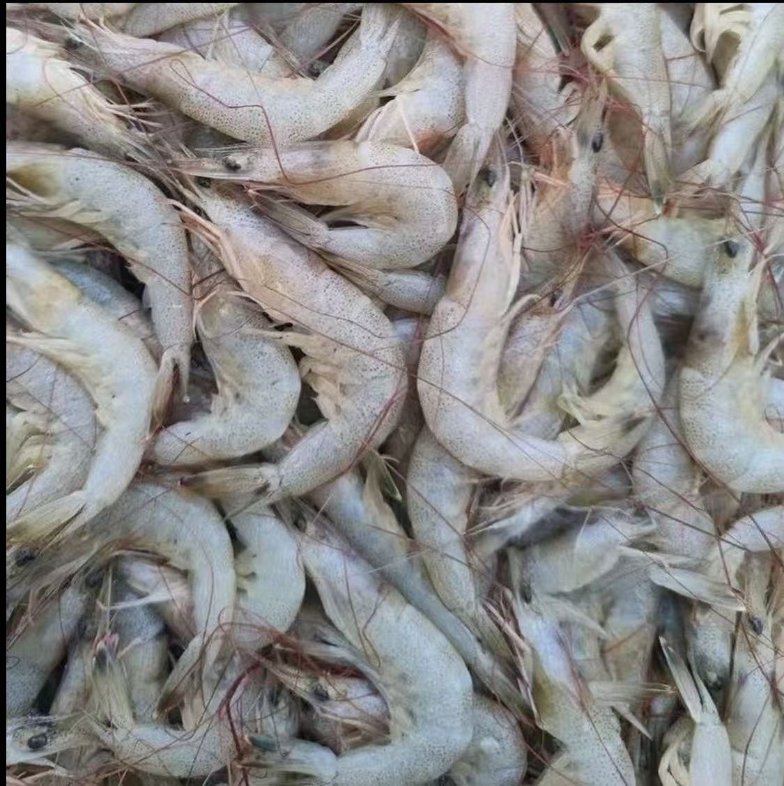 5斤小白虾  顺丰冷链