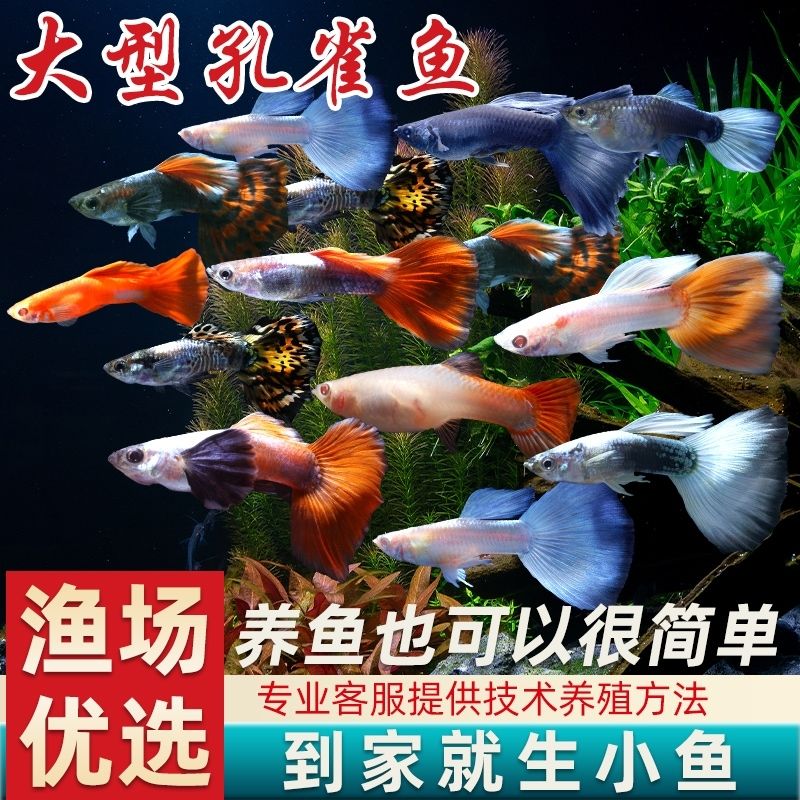孔雀鱼观赏观赏鱼小鱼鱼苗淡水热带好养小型耐活耐养凤尾
