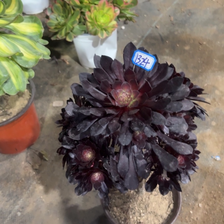 黑铜中班锦1324一物一拍法师多肉