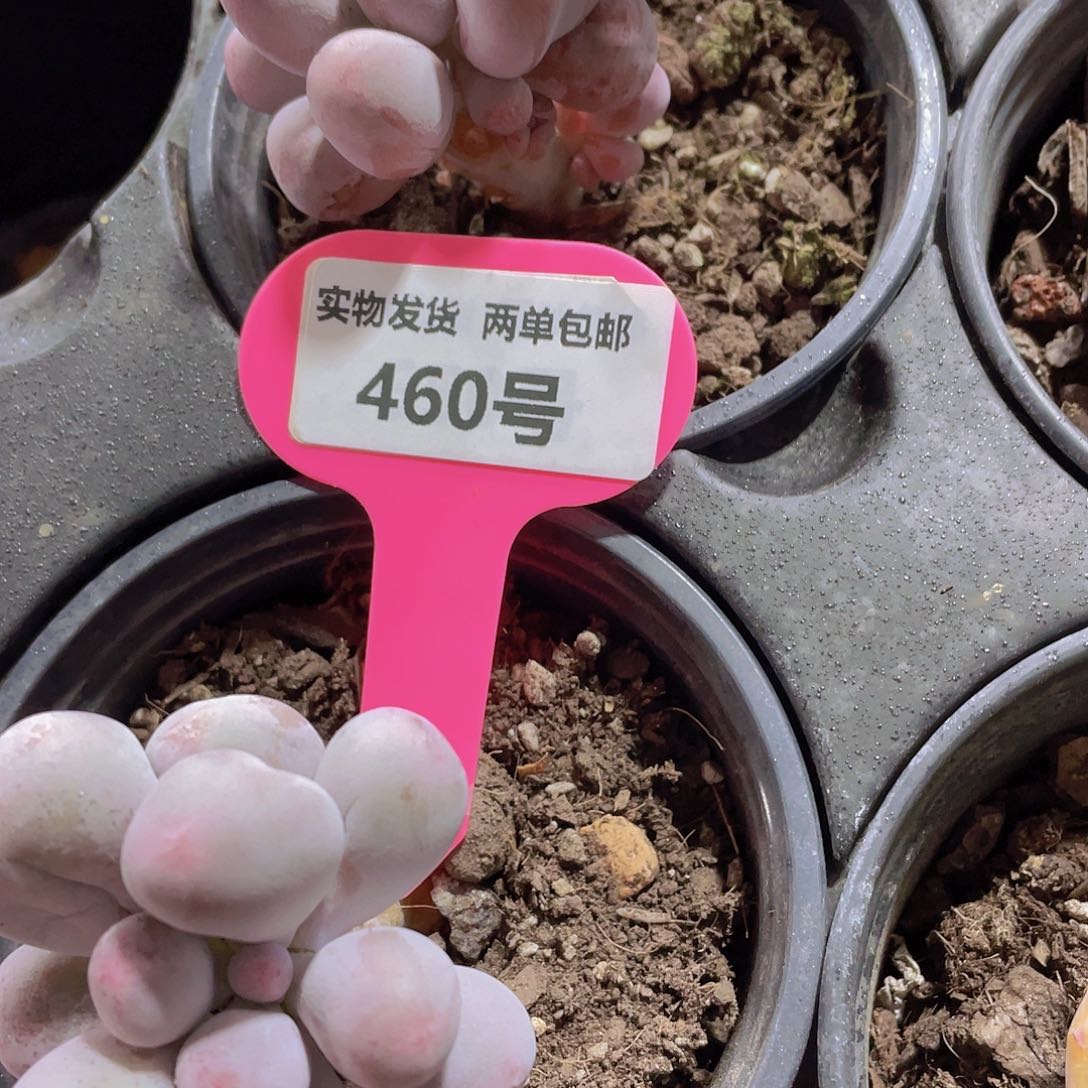 460号 老桩丸叶米可奶酪一颗
