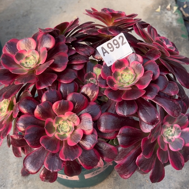 992凤冠28厘米左右