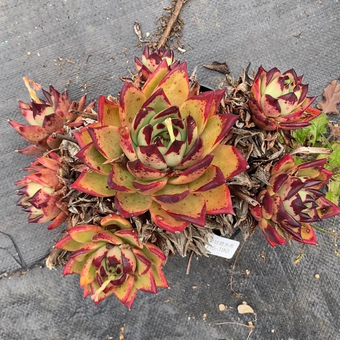 190号乌木群漂亮的