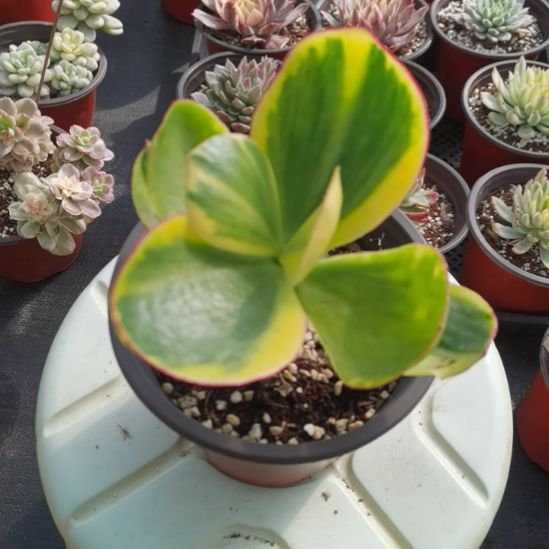 青梅白覆轮锦单头带根