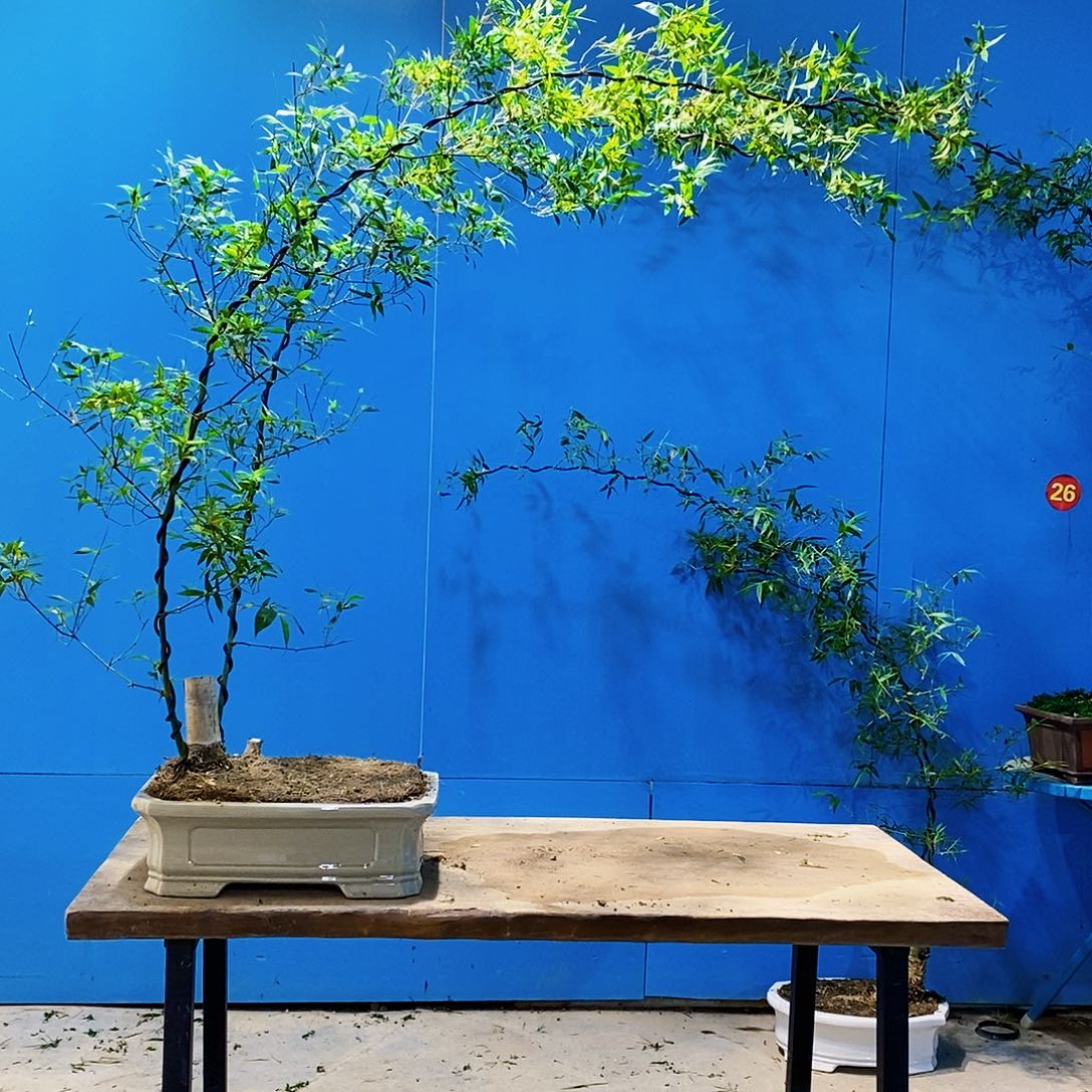 蓝***^小叶簕竹一物一拍