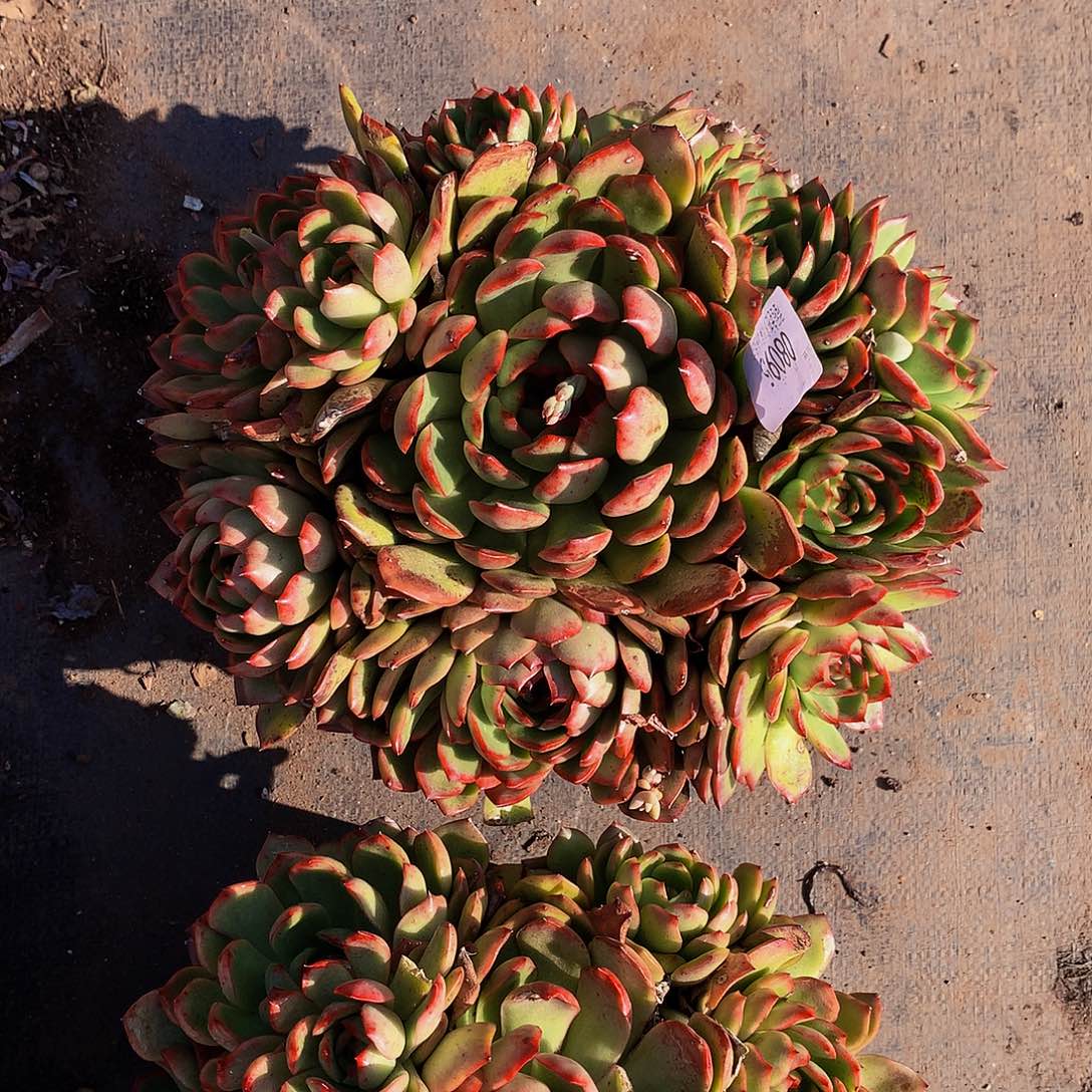 多***子    保利安娜多肉08095