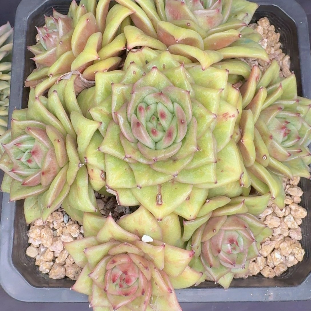 心***爱多肉植物的生长发育和生长