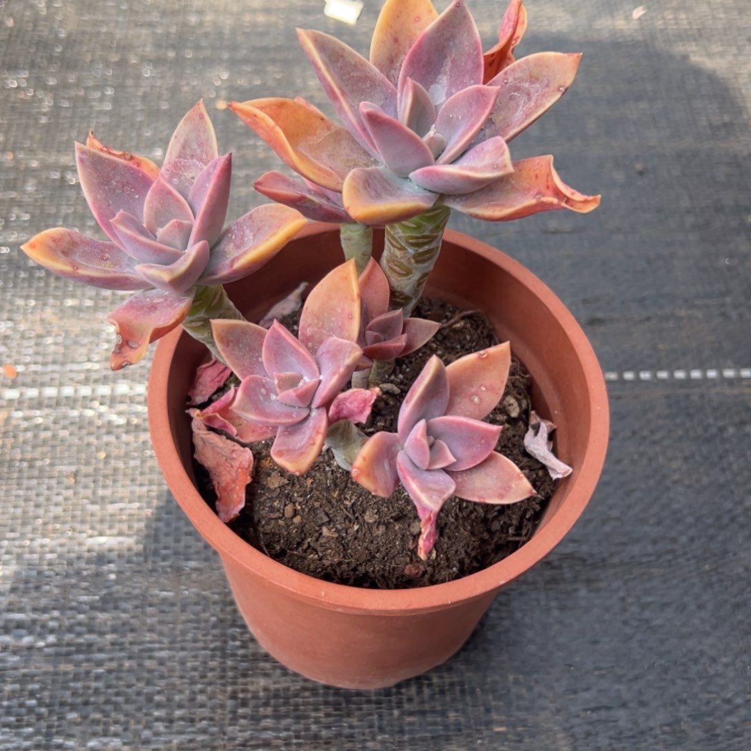 多肉植物太妃糖9.9米