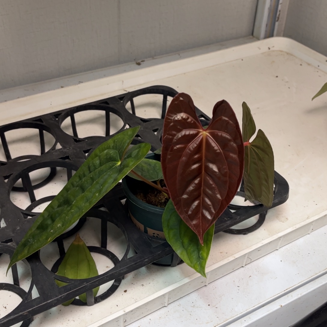 无花朵021 奢华杂